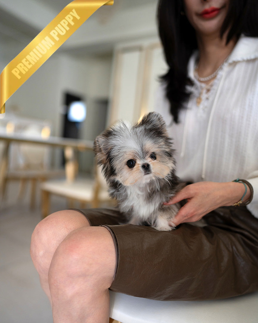 ROCKO - MALE (PURCHASED by JENNIFER)