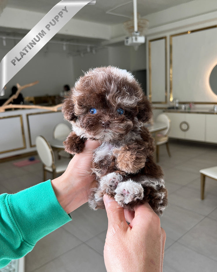 GIZMO - MALE (PURCHASED by GRIGOREVA) - ROLLYPUPS OFFICIAL