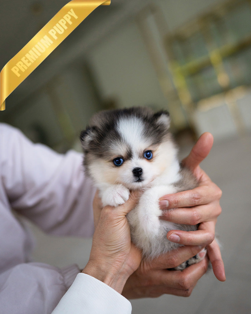 LEO - MALE (RESERVED by ANA) - ROLLYPUPS OFFICIAL