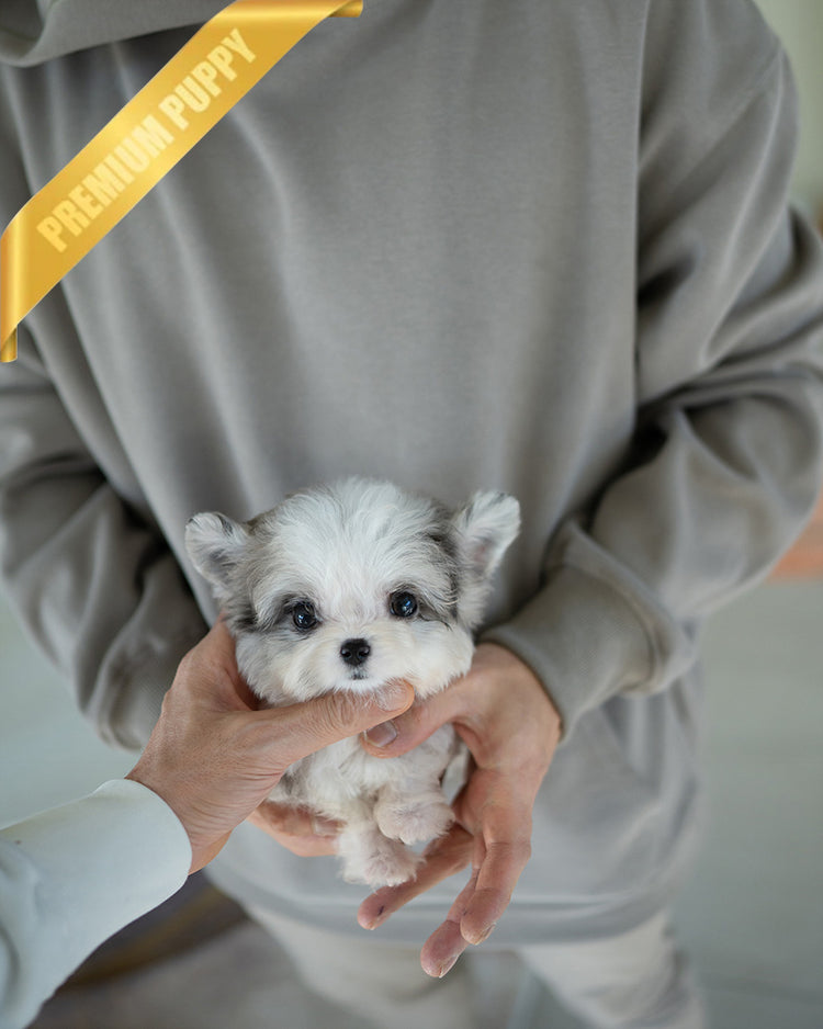 AARON - MALE (PURCHASED  by JOKE) - ROLLYPUPS OFFICIAL