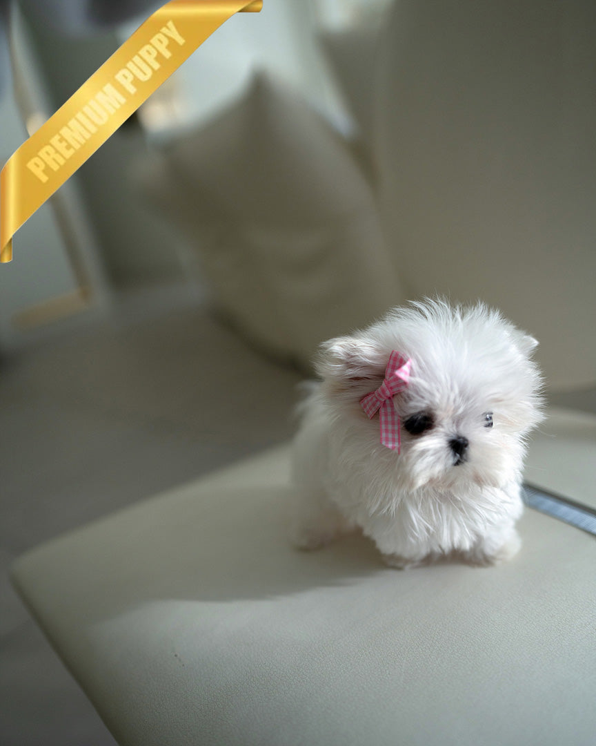 ISLE OF DOGS | Official Trailer | FOX Searchlight, image size:864x1080