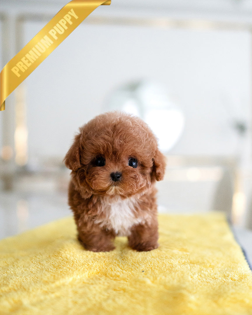 BOOMER - MALE (PURCHASED by ROLLY TH)