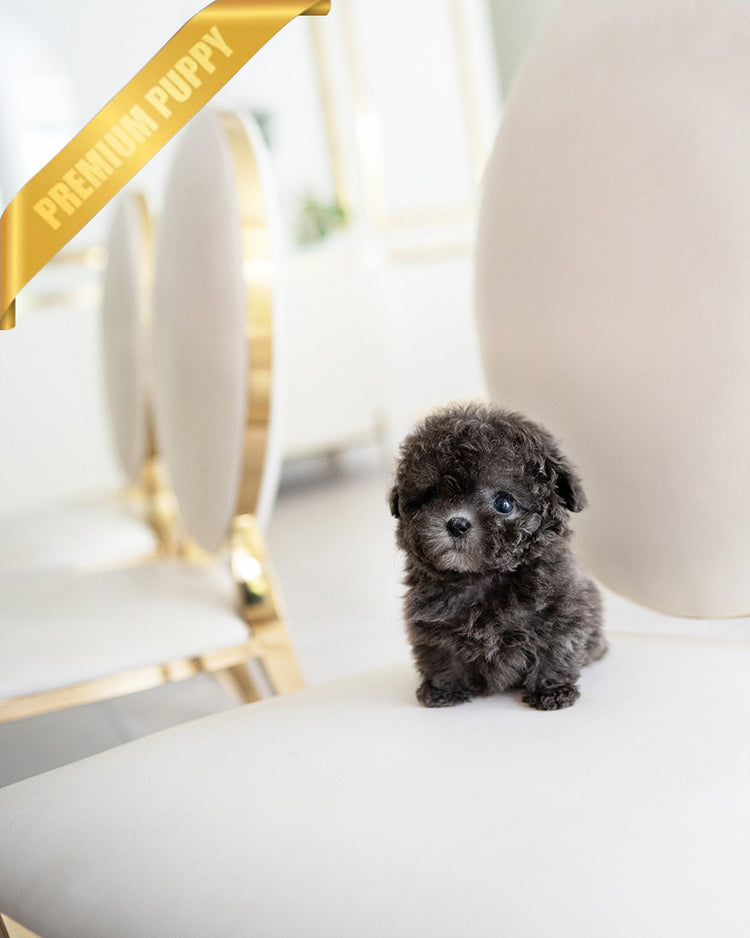 NALA - FEMALE (PURCHASED by LIN) - ROLLY TEACUP PUPPIES - TEACUP PUPPY FOR SALE