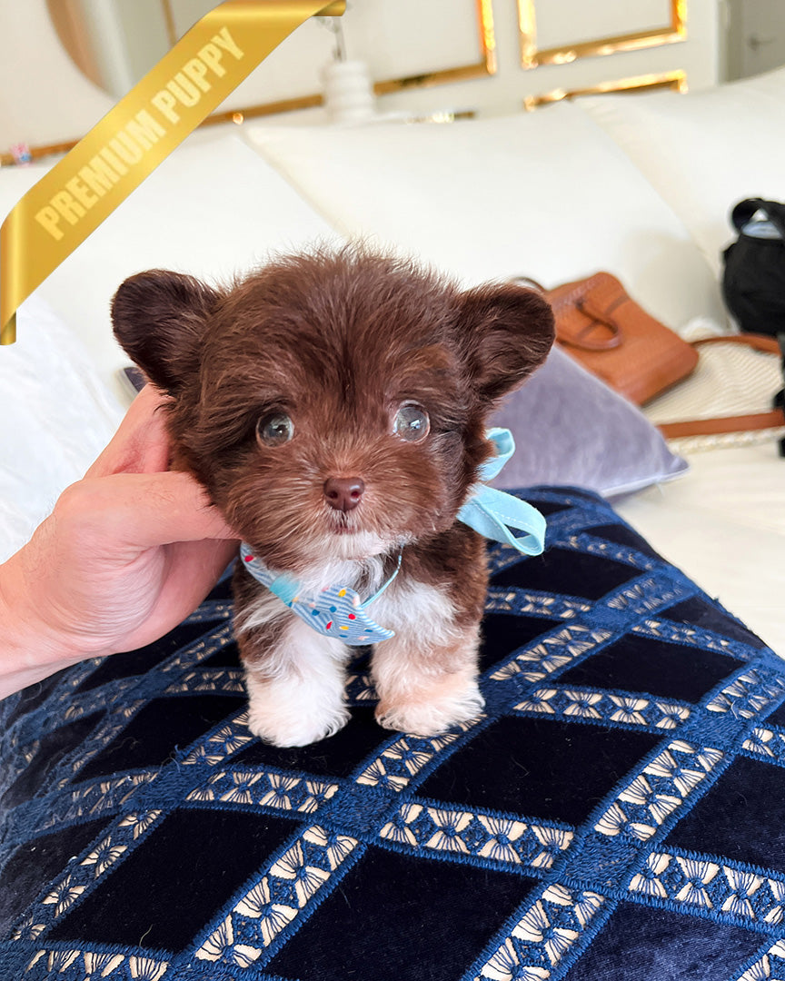 HERSHEY - MALE
