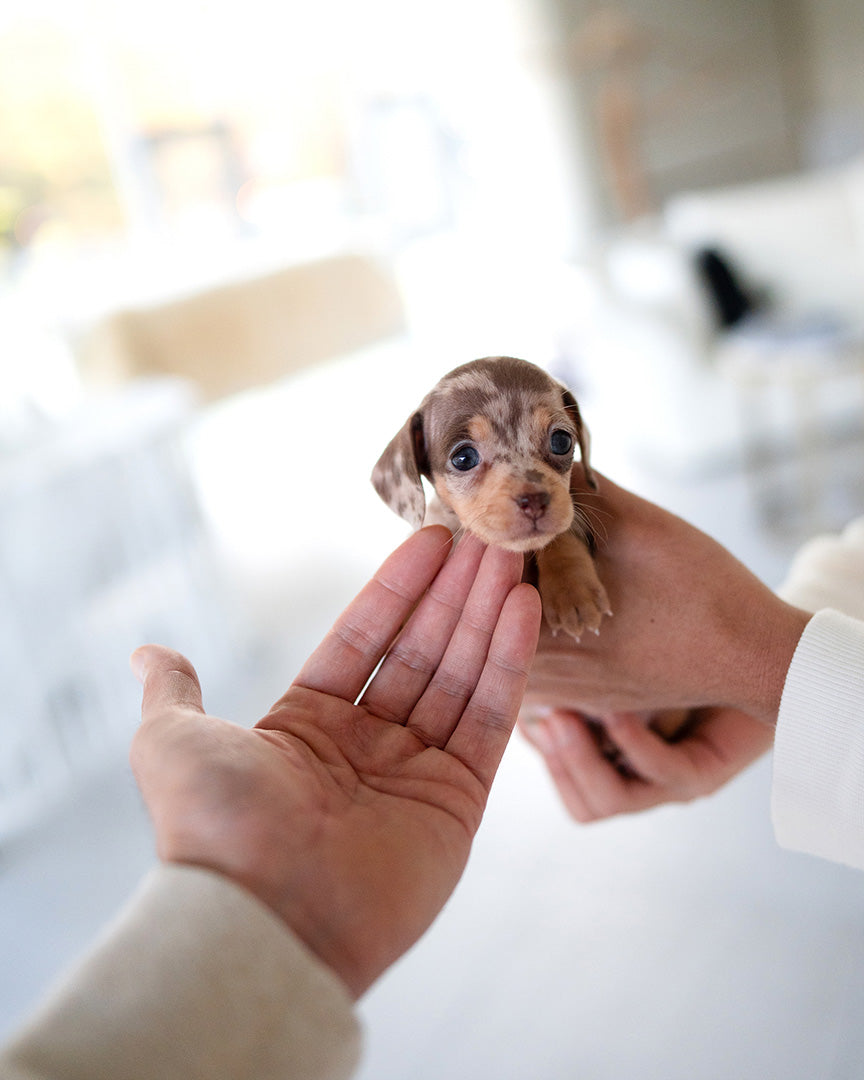 BROWNIE - FEMALE (PURCHASED by JARED) - ROLLYPUPS OFFICIAL