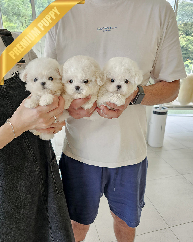 LADY & POLAR & TOBY - FEMALE & MALE - ROLLYPUPS OFFICIAL