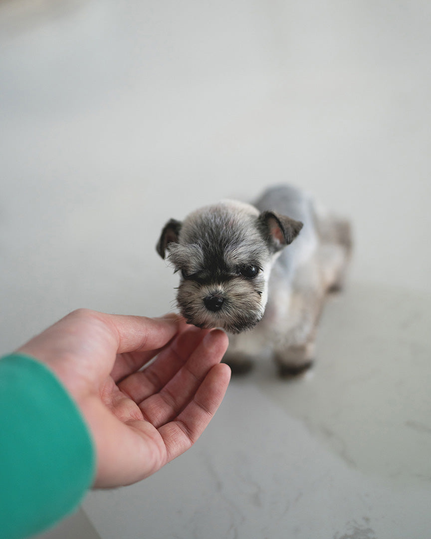 MOLLY - FEMALE (RESERVED by NOUF) - ROLLY TEACUP PUPPIES