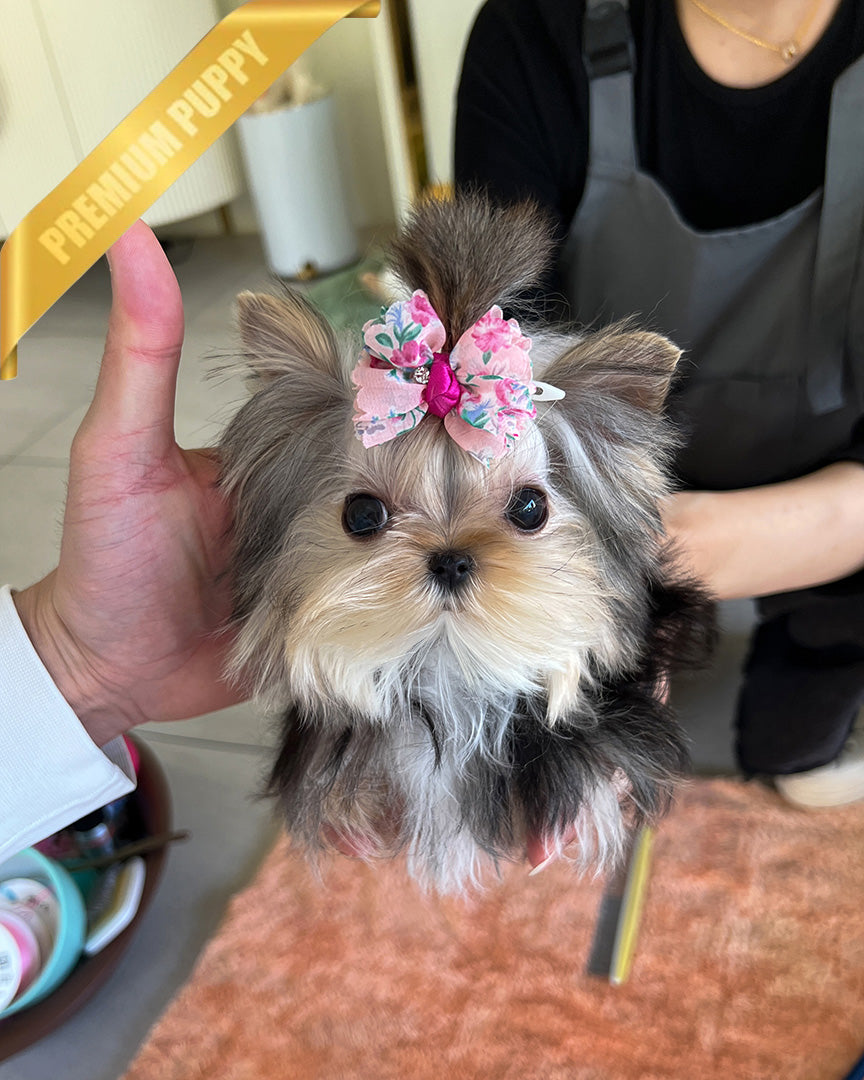 LILIANA - FEMALE (RESERVED by TOMMY) - ROLLY TEACUP PUPPIES - TEACUP PUPPY FOR SALE