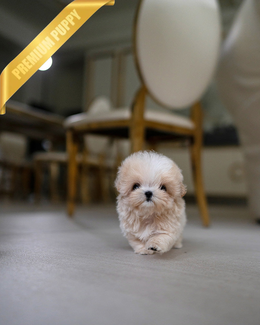 VIVI - FEMALE (RESERVED by CHANG)