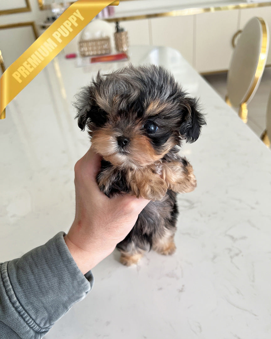 NOAH - MALE - ROLLY TEACUP PUPPIES - TEACUP PUPPY FOR SALE