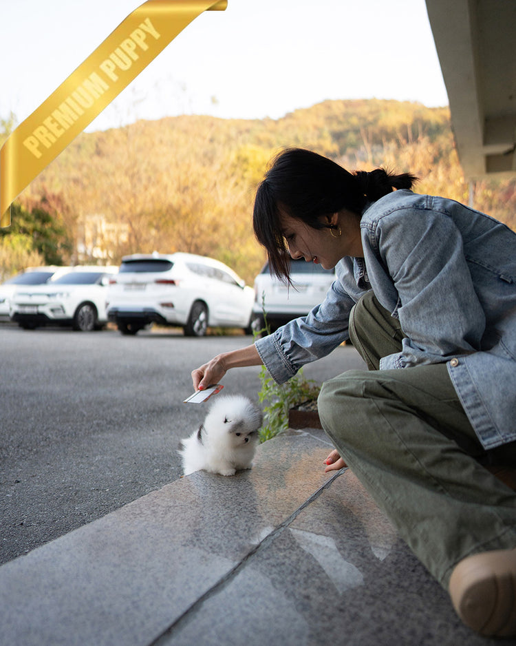 DIANA - FEMALE (PURCHASED by ROGER) - ROLLY TEACUP PUPPIES - TEACUP PUPPY FOR SALE