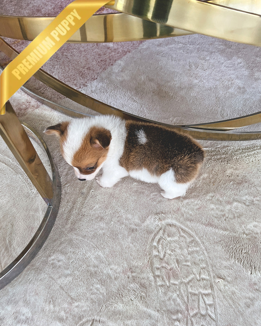 NALA  - FEMALE - ROLLY TEACUP PUPPIES - TEACUP PUPPY FOR SALE