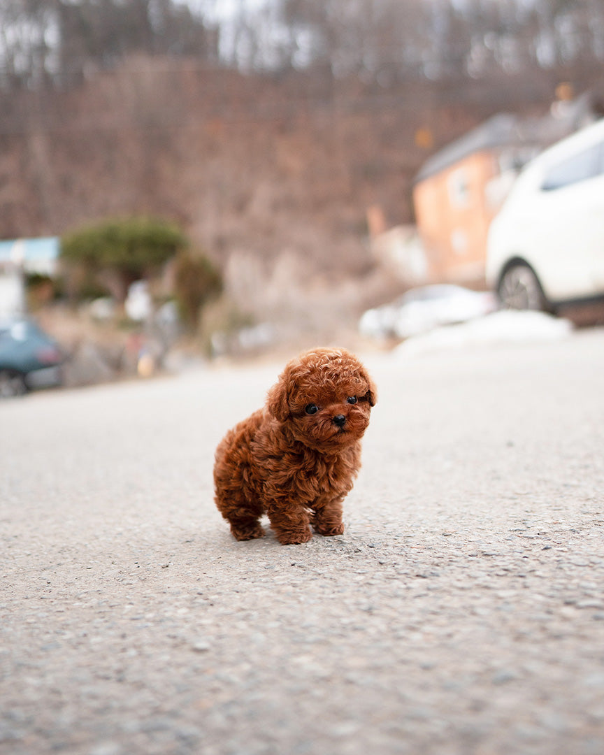 JENNIE - FEMALE (RESERVED by TESSA) - ROLLYPUPS OFFICIAL