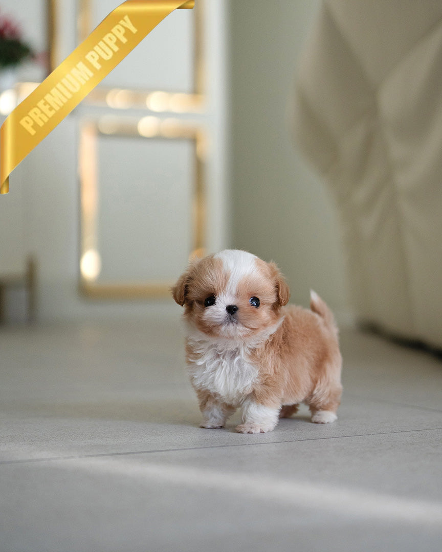 BISCUIT - MALE (RESERVED by RYAN) - ROLLY TEACUP PUPPIES - TEACUP PUPPY FOR SALE