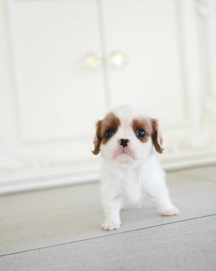 ALFIE - MALE (RESERVED by JAMEEL) - ROLLY TEACUP PUPPIES - TEACUP PUPPY FOR SALE