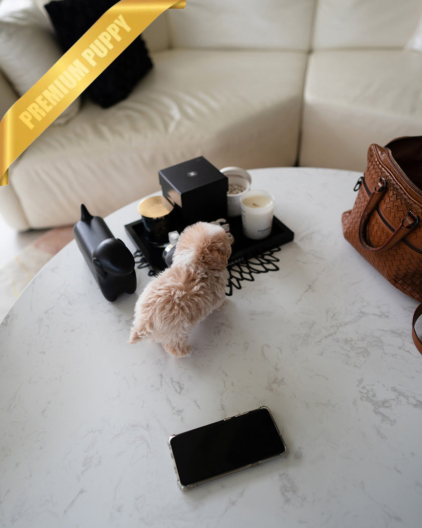 BISCUIT - MALE (PURCHASED by ALEXA)