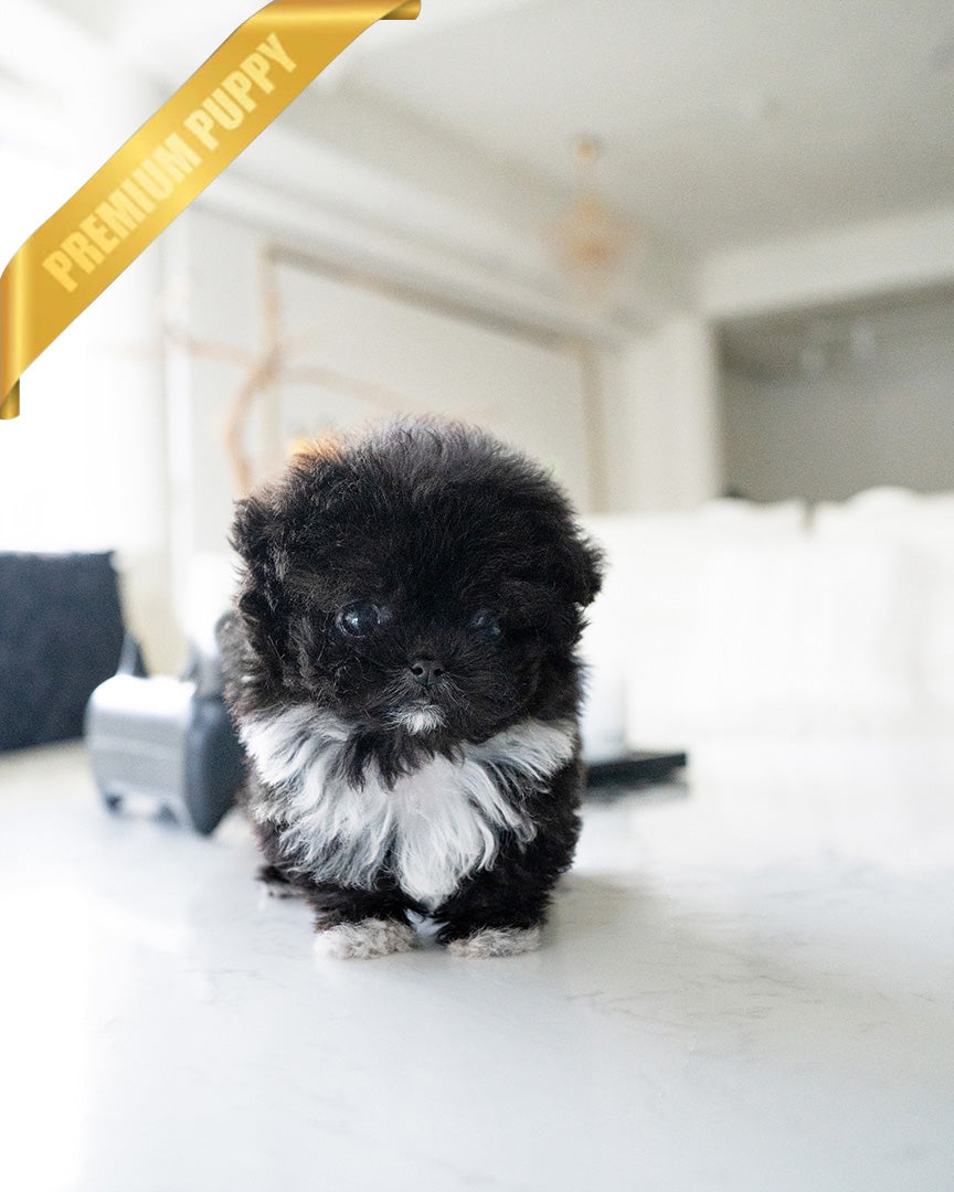 PEBBLES  - FEMALE - ROLLY TEACUP PUPPIES