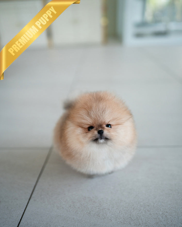 BUTTERS - FEMALE (PURCHASED by PETRINA) - ROLLY TEACUP PUPPIES - TEACUP PUPPY FOR SALE
