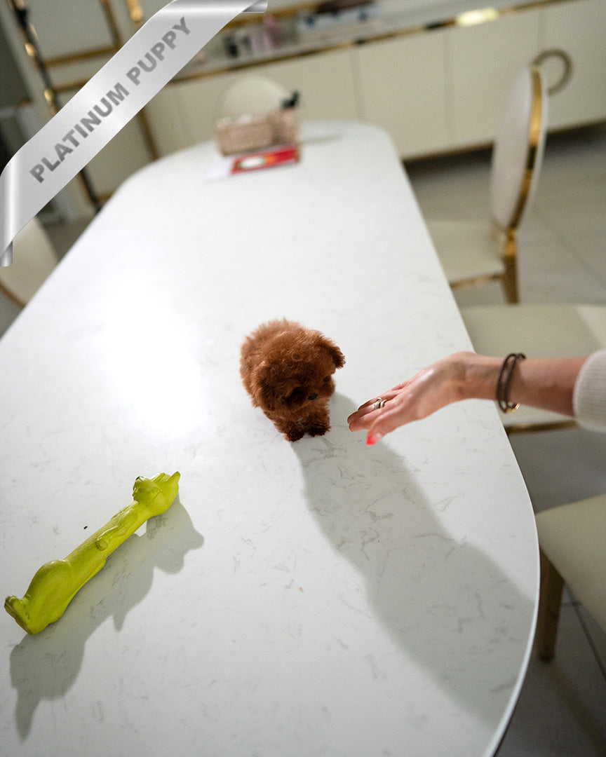 VELVET - FEMALE (RESERVED by CHLOE)