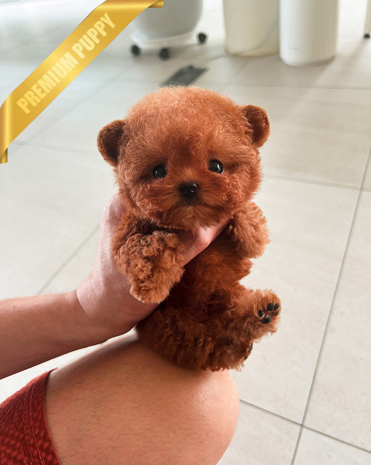 ZIGGY - FEMALE (PURCHASED by LINDSAY) - ROLLY TEACUP PUPPIES - TEACUP PUPPY FOR SALE