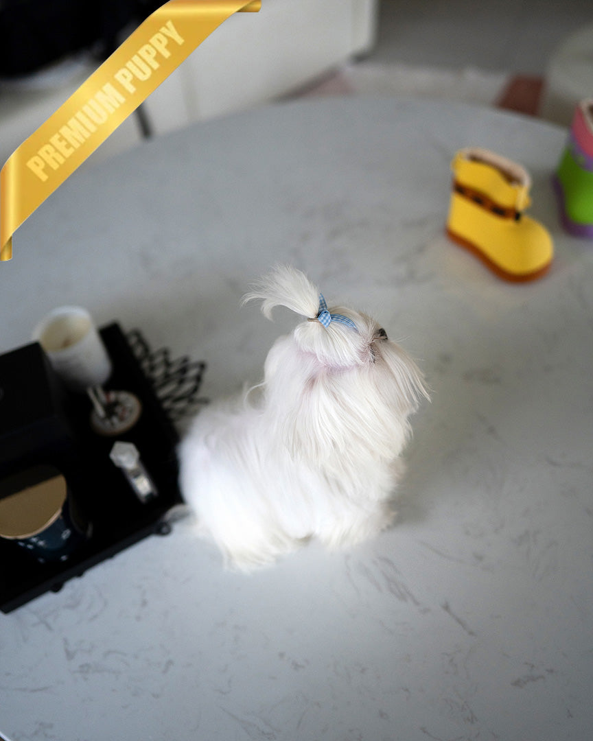 TOTO - MALE (PURCHASED by SWATI)