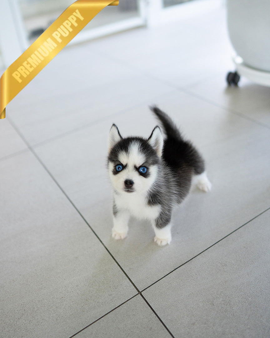 RYDER - MALE - ROLLY TEACUP PUPPIES - TEACUP PUPPY FOR SALE