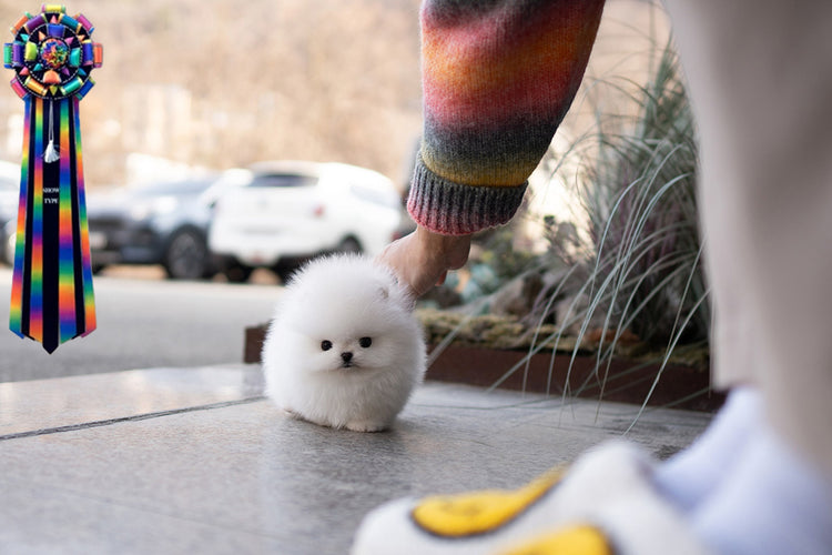 FLUFFYBALL - MALE (PURCHASED by NICOLE) - ROLLYPUPS OFFICIAL