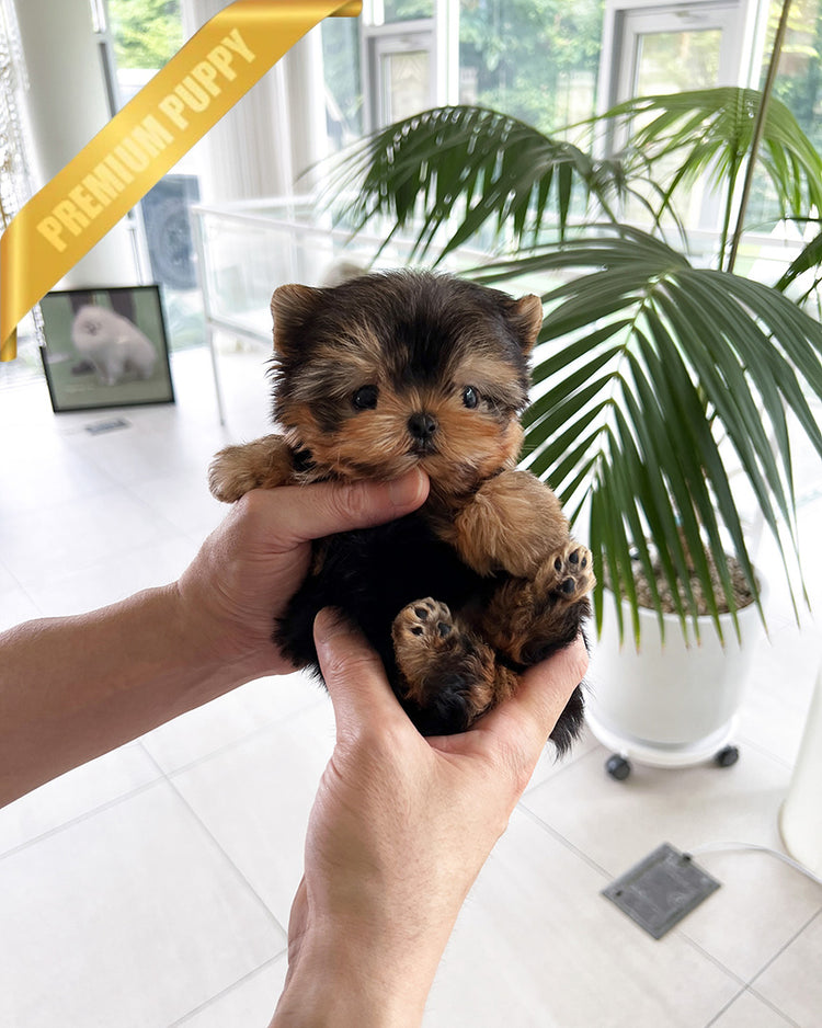 ZOEY - FEMALE (PURCHASED by ALMA) - ROLLY TEACUP PUPPIES - TEACUP PUPPY FOR SALE
