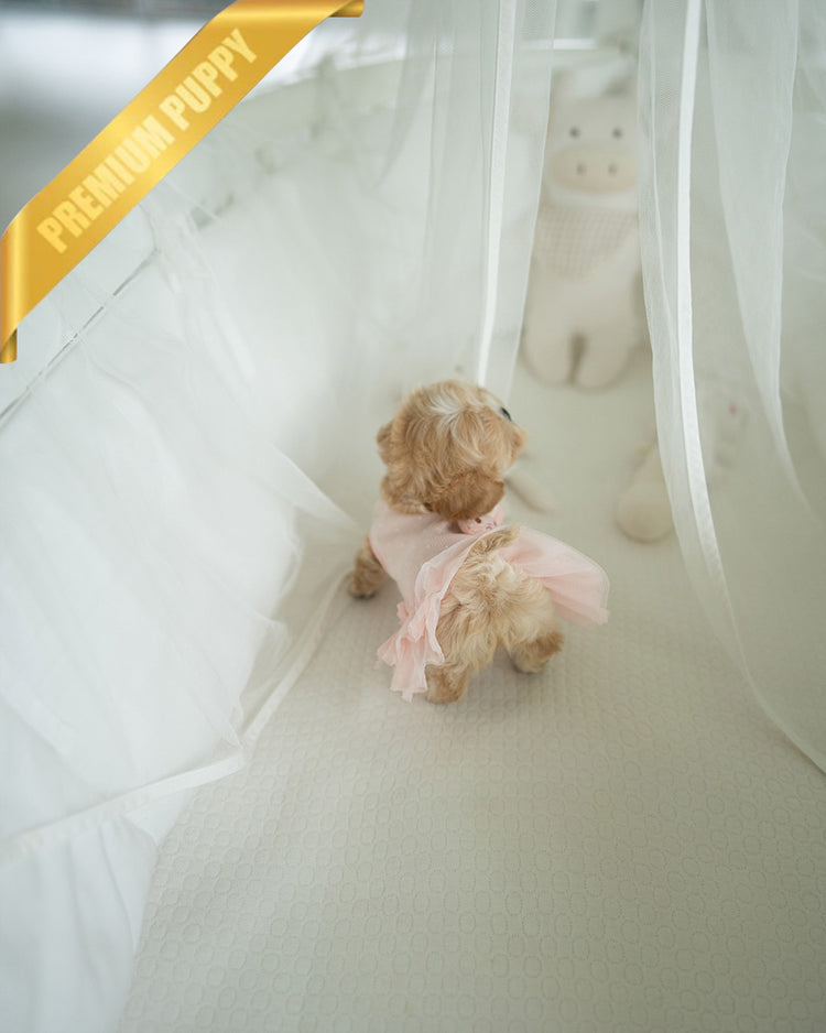 ESME - FEMALE (PURCHASED by ELSA) - ROLLY TEACUP PUPPIES - TEACUP PUPPY FOR SALE