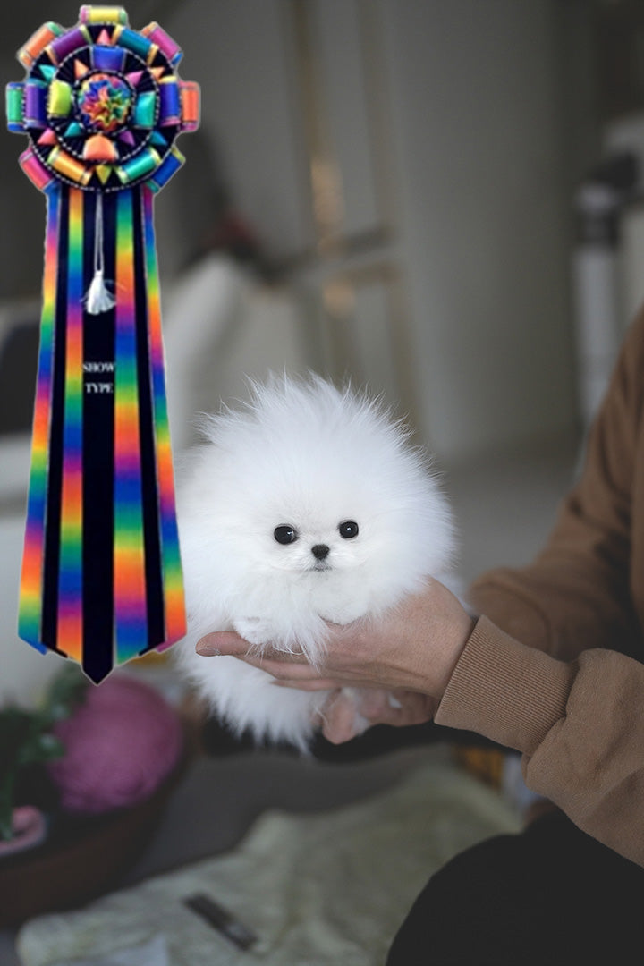 BOO - MALE - ROLLY TEACUP PUPPIES