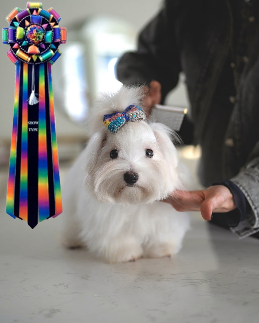 LACEY - FEMALE - ROLLY TEACUP PUPPIES