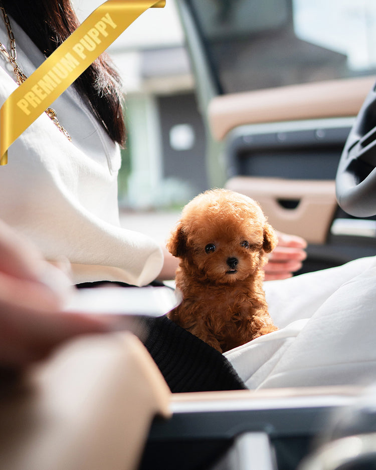MILO - MALE (PURCHASED by LILIANA) - ROLLY TEACUP PUPPIES - TEACUP PUPPY FOR SALE