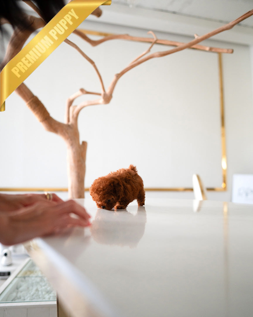 BERRY - FEMALE (PURCHASED by NAOR)