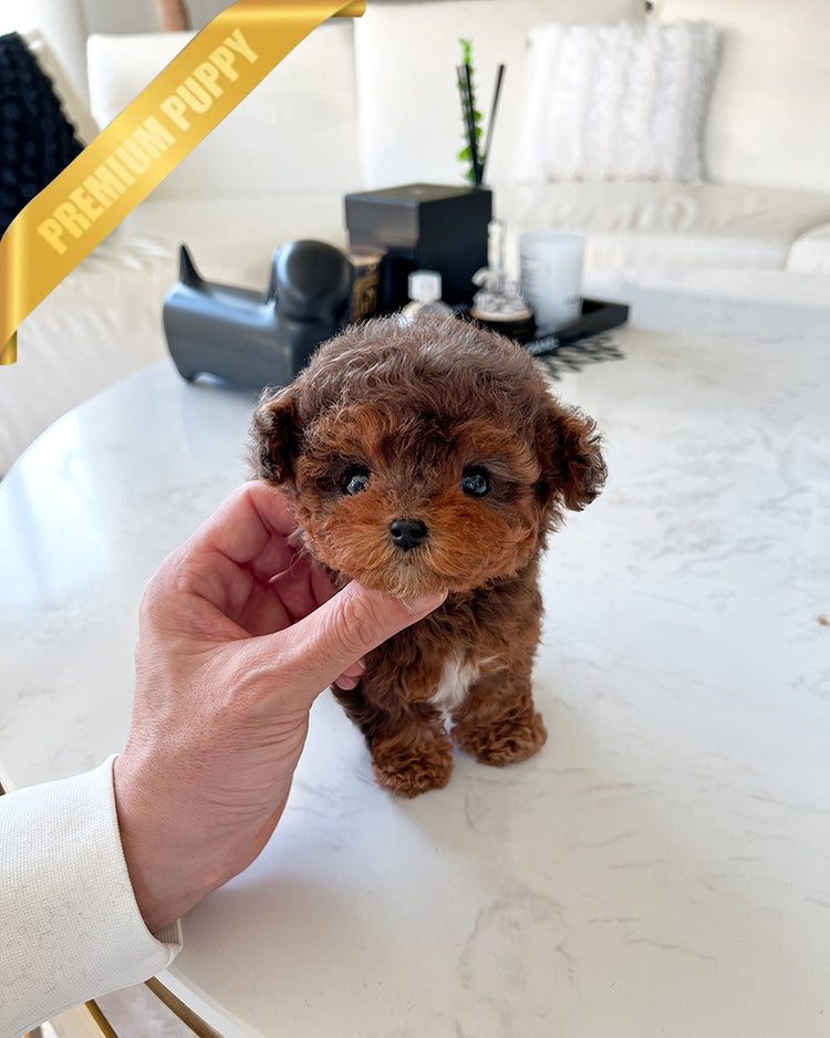 FINN - MALE (RESERVED by JENNY) - ROLLY TEACUP PUPPIES - TEACUP PUPPY FOR SALE