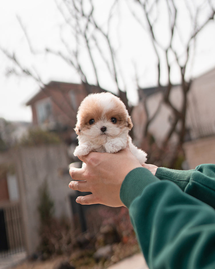 COFFEE - MALE - ROLLYPUPS OFFICIAL