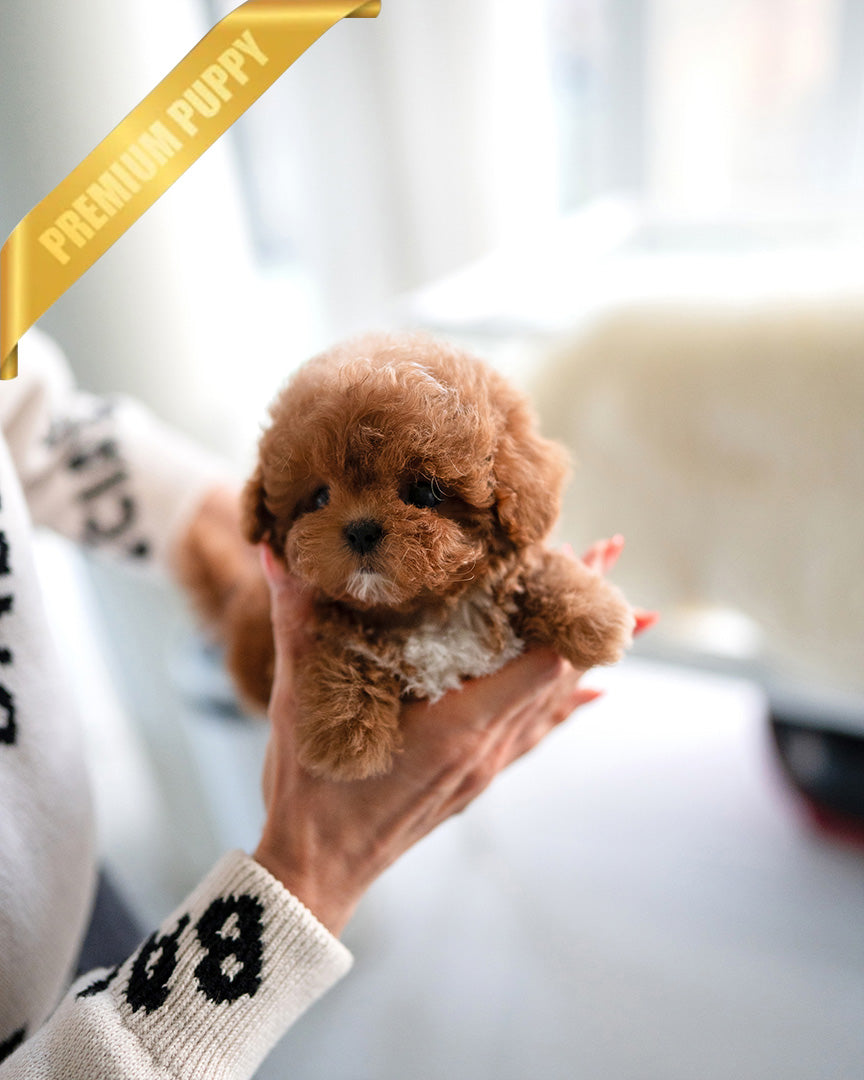 BOOMER - MALE (PURCHASED by ROLLY TH)