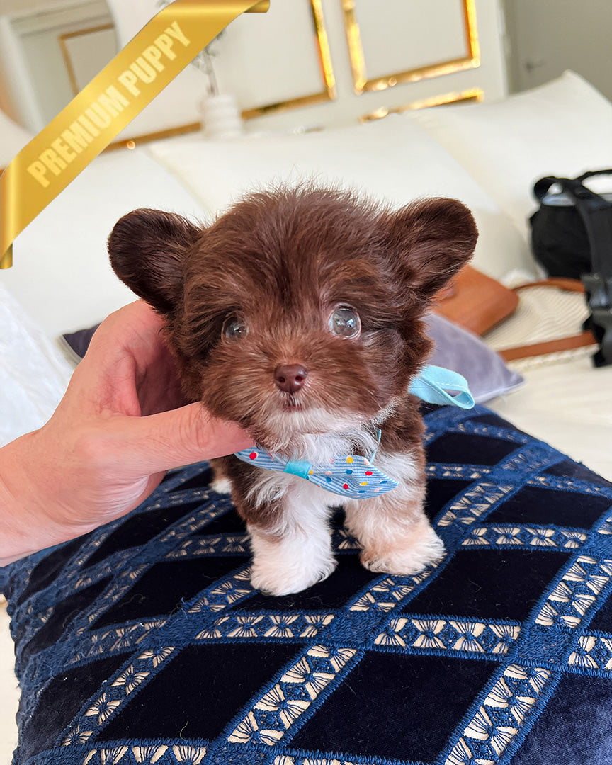 HERSHEY - MALE