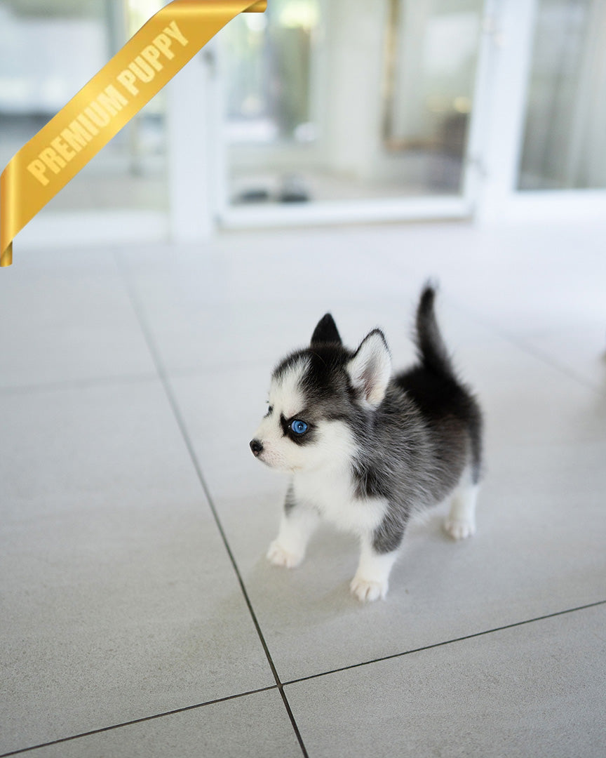 RYDER - MALE - ROLLY TEACUP PUPPIES - TEACUP PUPPY FOR SALE