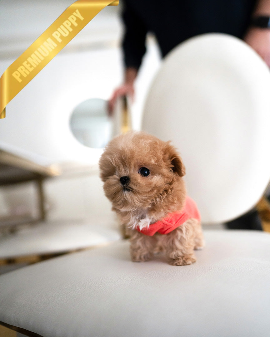 BAGEL - MALE (RESERVED by  CAMILO)