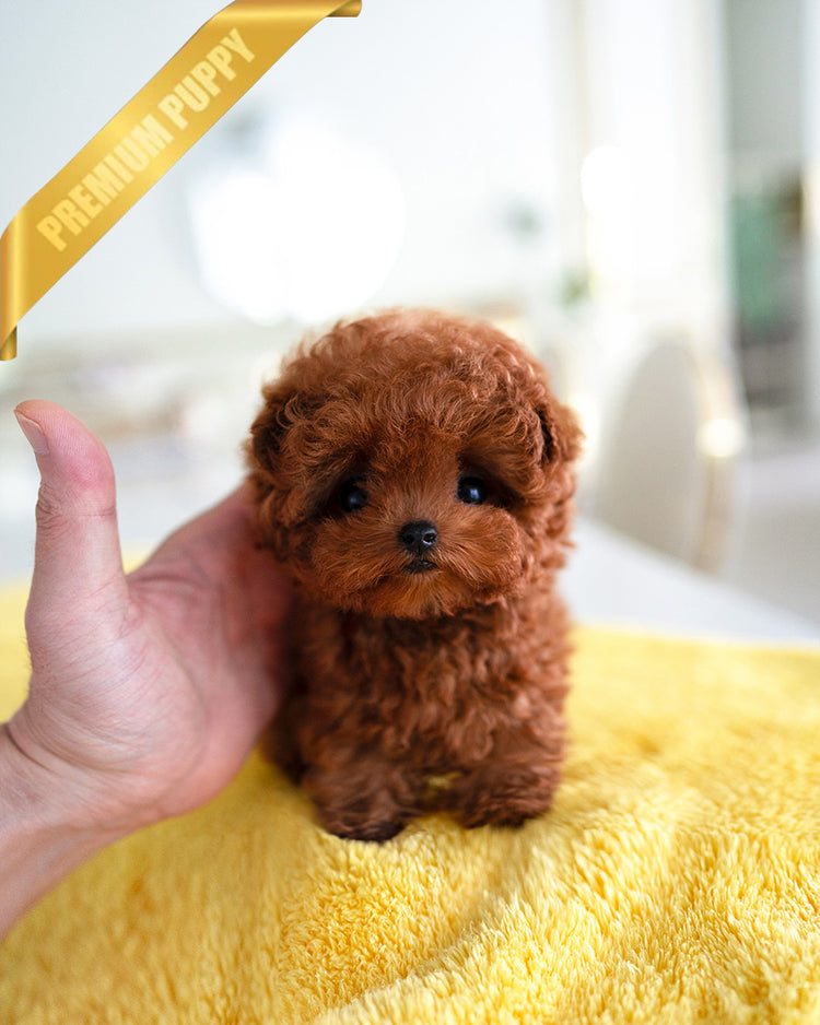 ROSIE - FEMALE (PURCHASED by KATE) - ROLLY TEACUP PUPPIES - TEACUP PUPPY FOR SALE