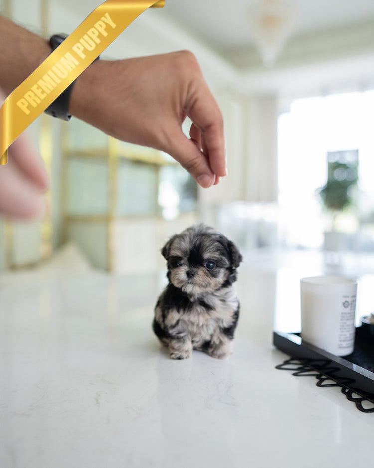 DIOR - FEMALE (PURCHASED by ANONYMOUS) - ROLLY TEACUP PUPPIES - TEACUP PUPPY FOR SALE