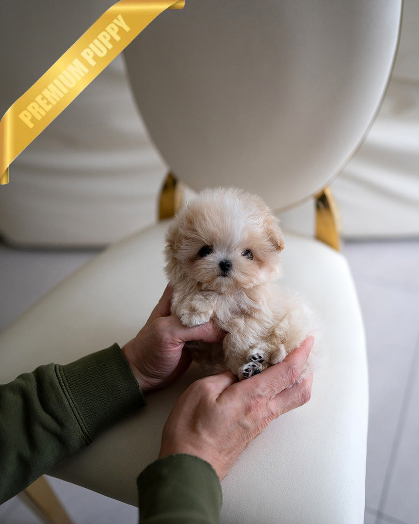 VIVI - FEMALE (RESERVED by CHANG)