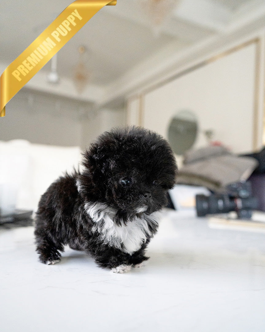 PEBBLES  - FEMALE - ROLLY TEACUP PUPPIES