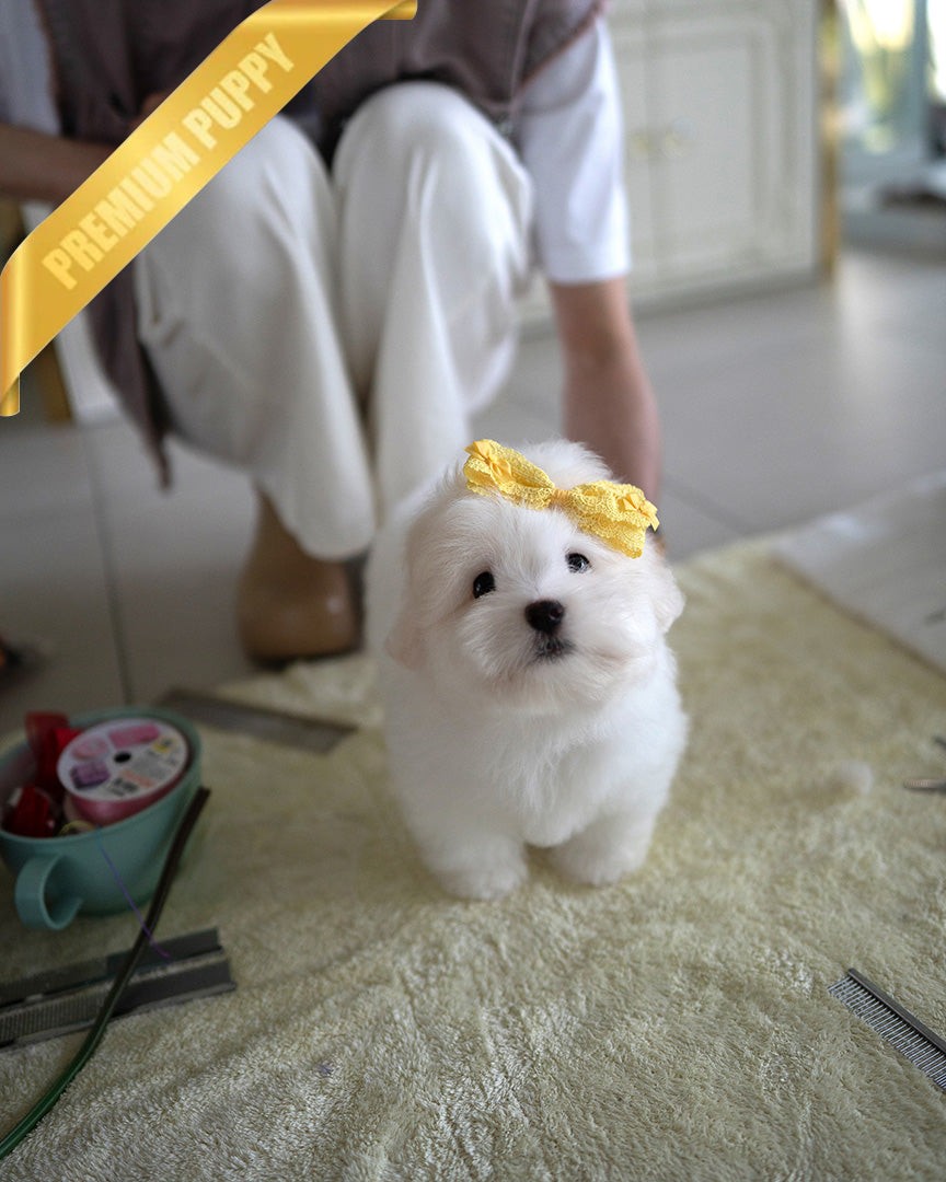 CHICO - MALE (PURCHASED by RT) - ROLLY TEACUP PUPPIES - TEACUP PUPPY FOR SALE