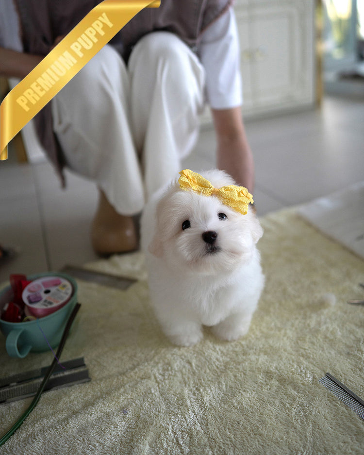 CHICO - MALE (PURCHASED by RT) - ROLLY TEACUP PUPPIES - TEACUP PUPPY FOR SALE