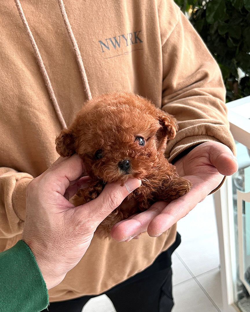 Micro teacup poodle puppies best sale