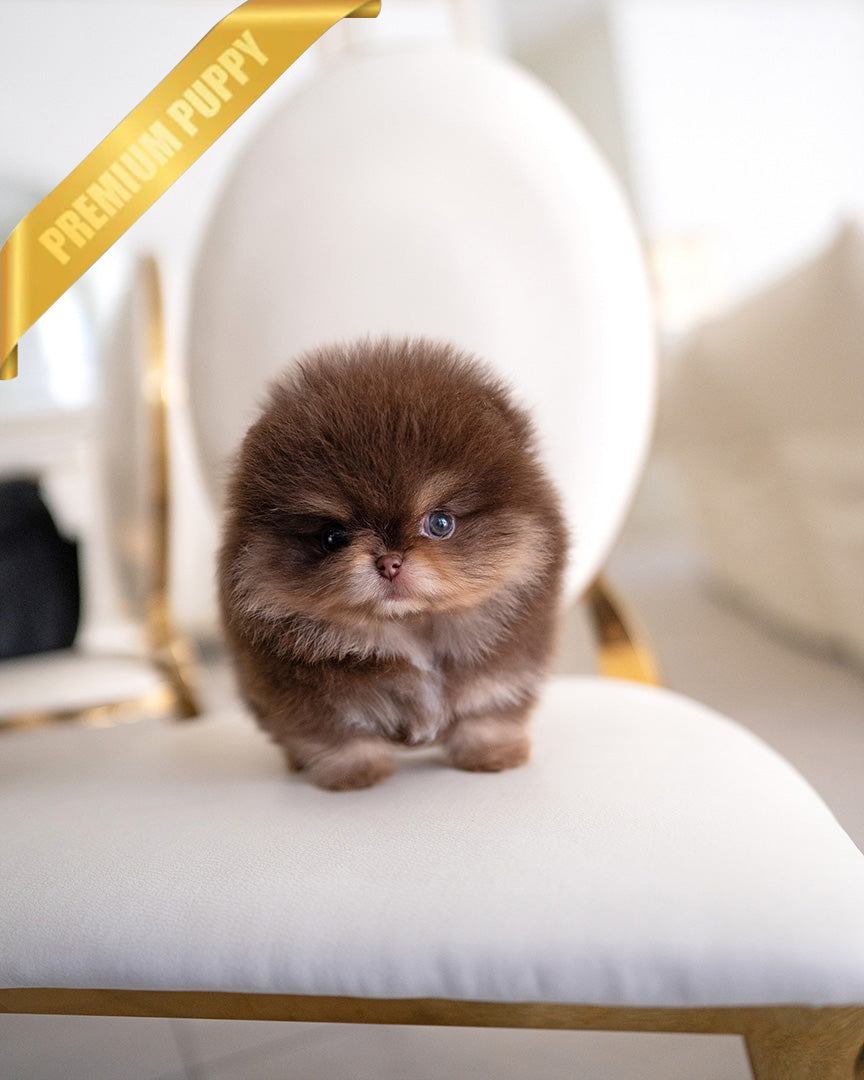 BROWNIE - MALE (PURCHASED by IMANE)