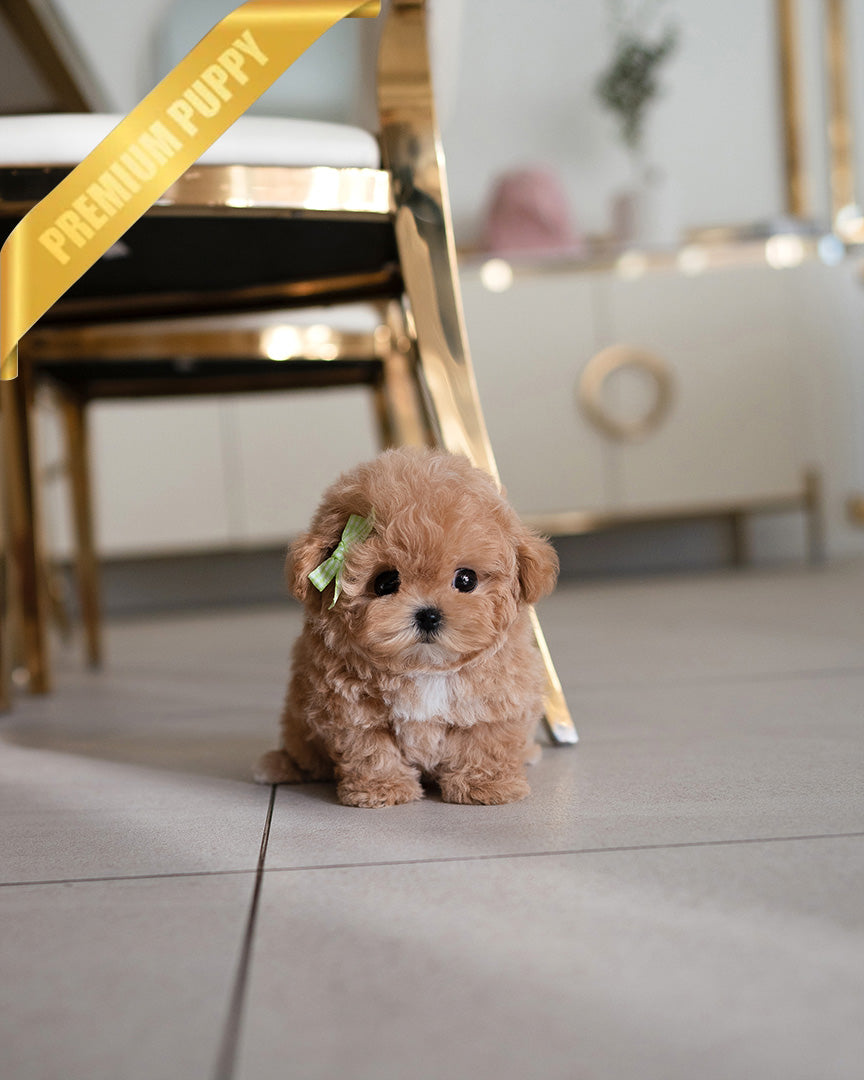 JESSIE - FEMALE (RESERVED by JORDAN)