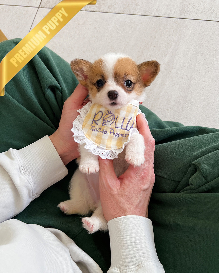 NALA  - FEMALE - ROLLY TEACUP PUPPIES - TEACUP PUPPY FOR SALE