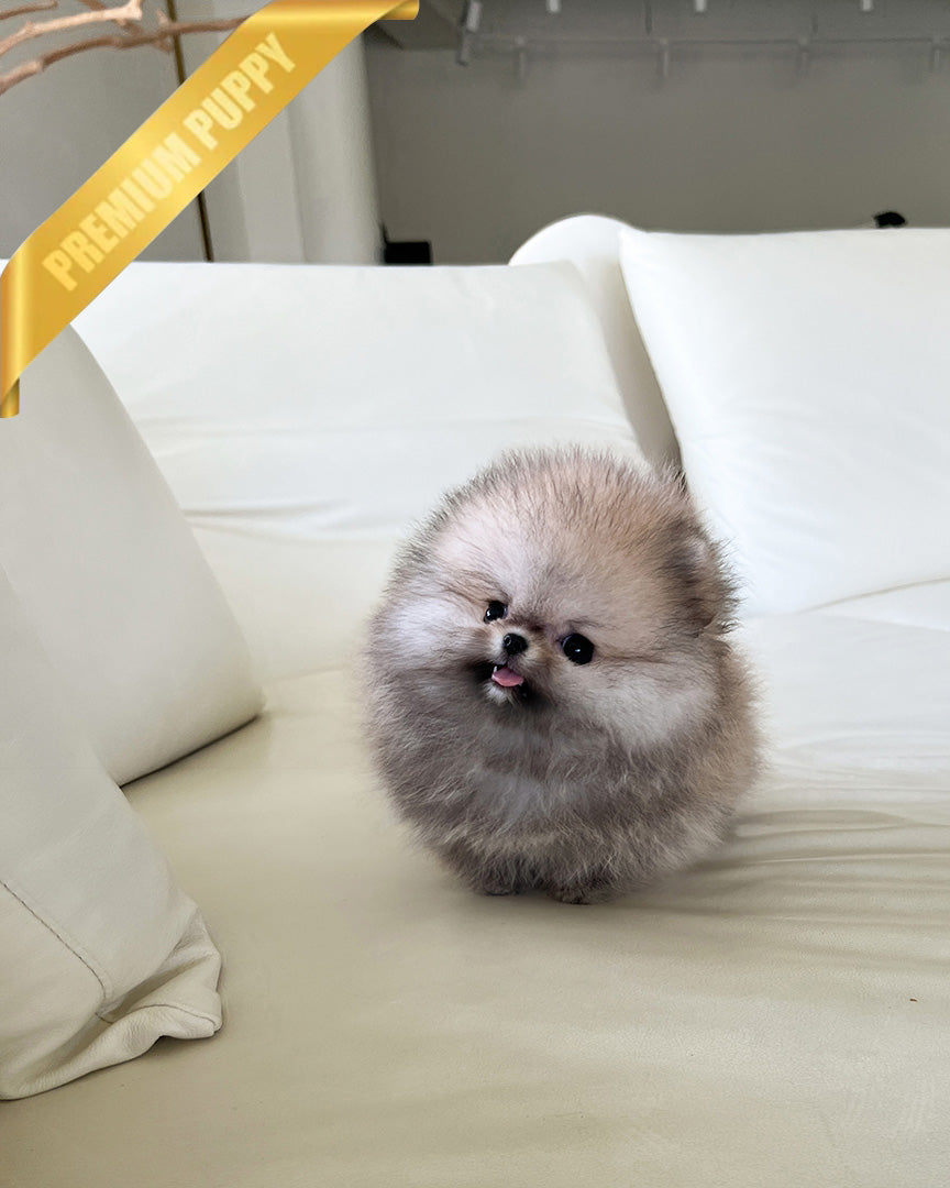 SANDY - MALE - ROLLY TEACUP PUPPIES - TEACUP PUPPY FOR SALE
